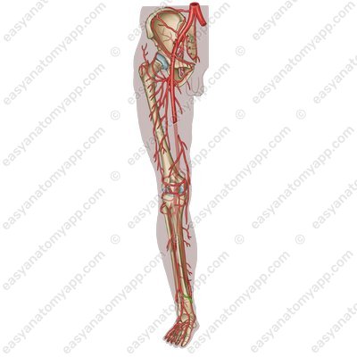 Медиальная передняя лодыжковая артерия (a. maleolaris anterior medialis)